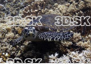 Sea Turtle 0010